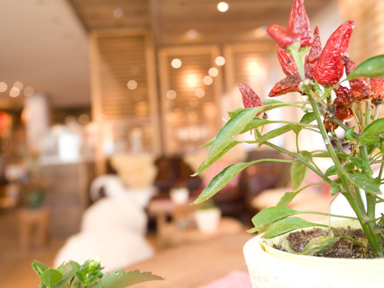 Detailbild Chilipflanze 