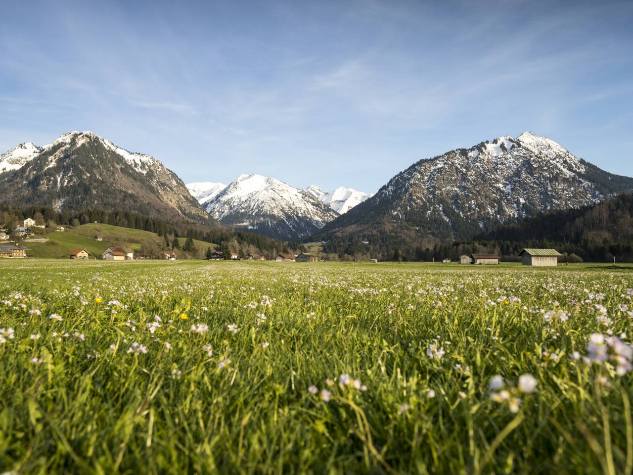 Blumenwiese in Oberstdorf Berglandschaft