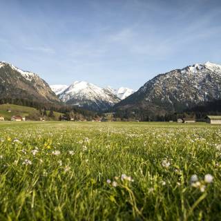 Blumenwiese in Oberstdorf Berglandschaft