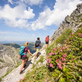 Wandern zwischen Alpenrosen Allgäu