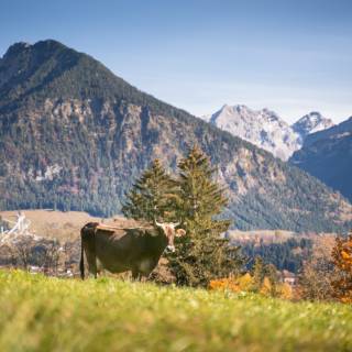 Kuh auf der Weide Allgäu