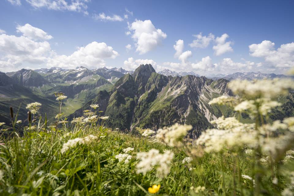 Bergwiese mit Bergpanorama