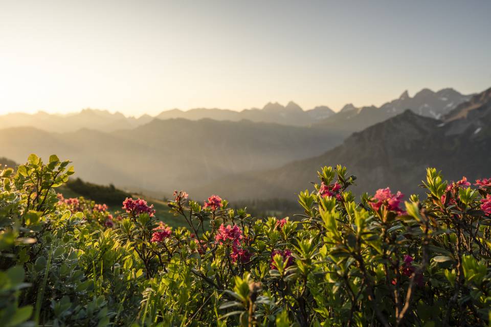 Bergfest zur Alpenrosenblüte - Hotel Löwen & Strauss