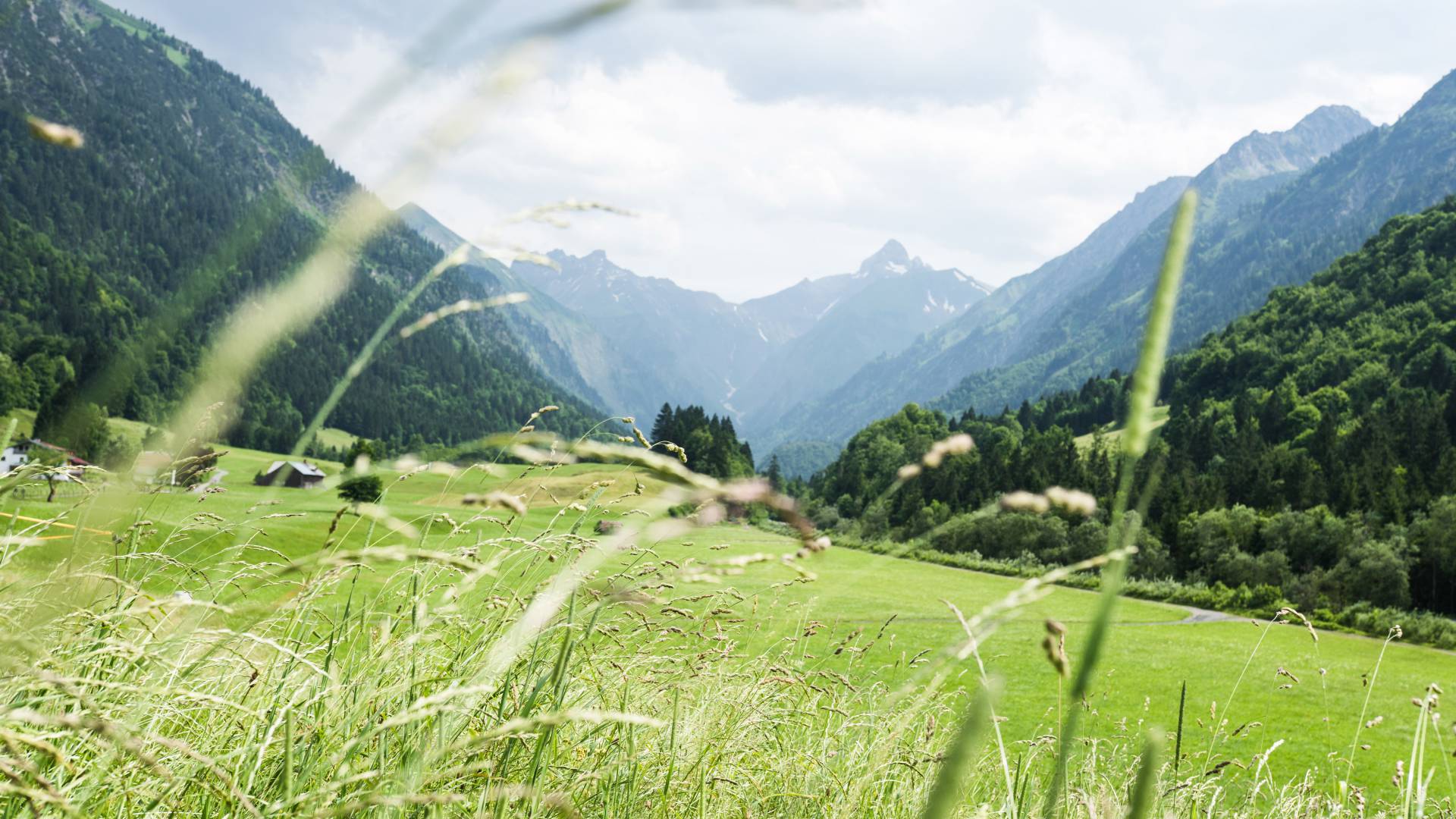 Grashalme im Hintergrund die Alpen