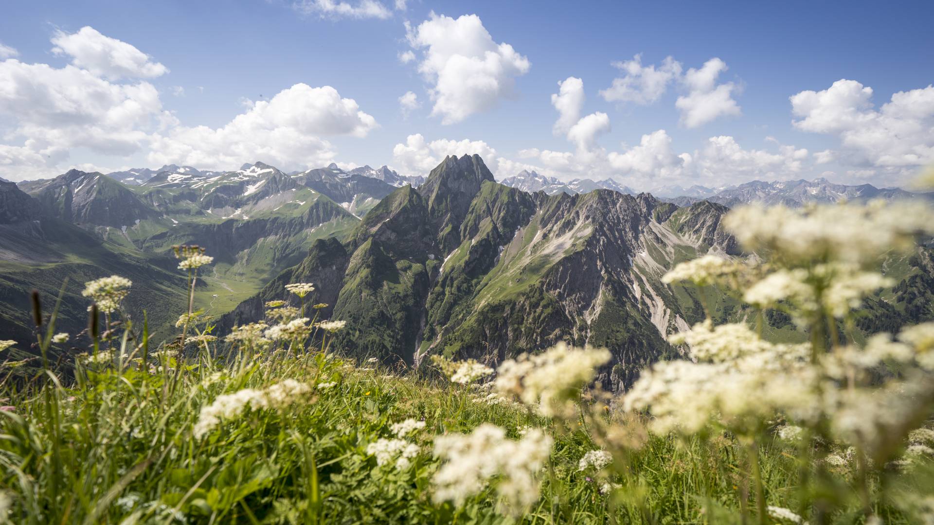 Bergwiese mit Bergpanorama