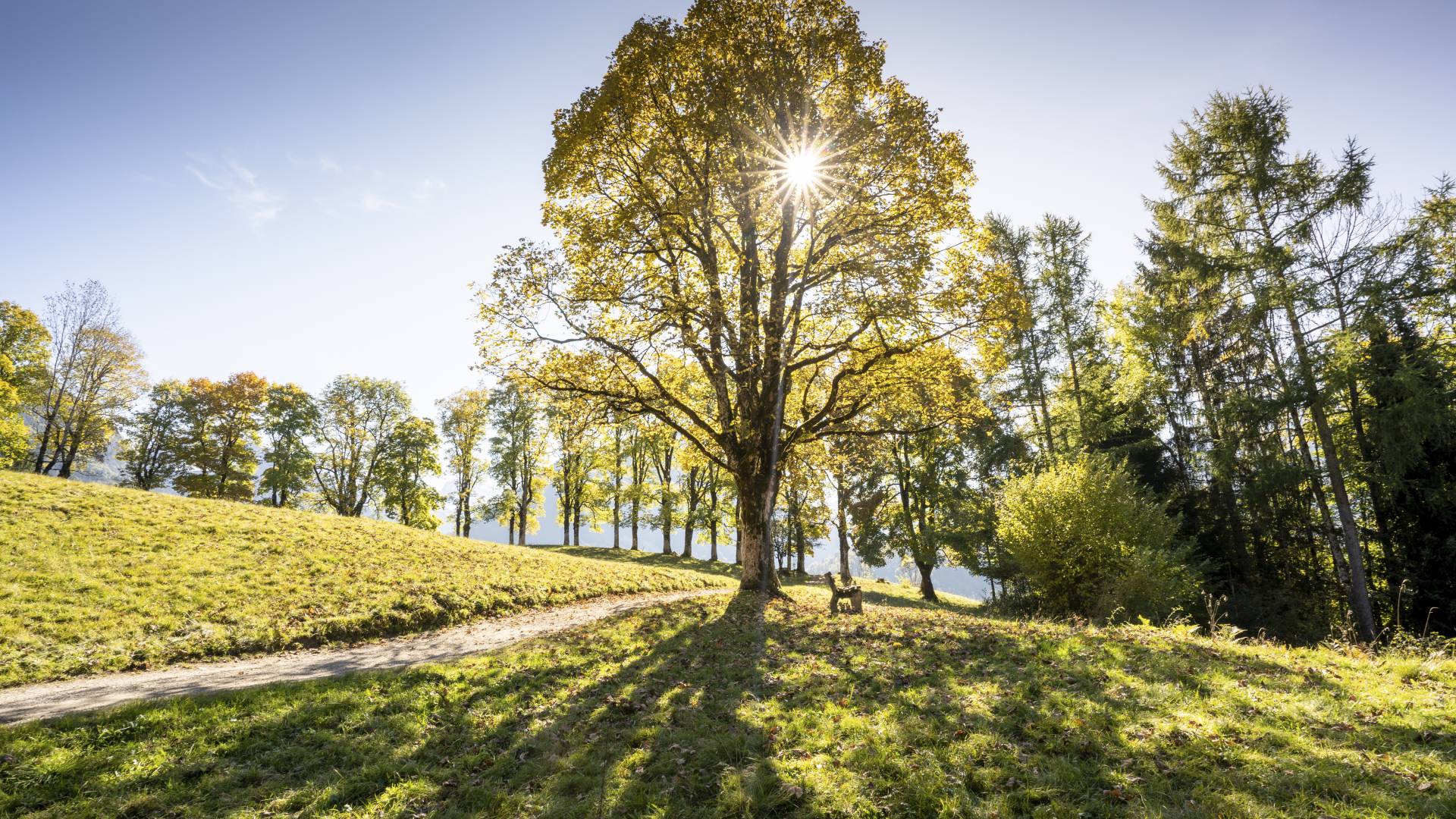 Sonne scheint durch den Baumwipfel