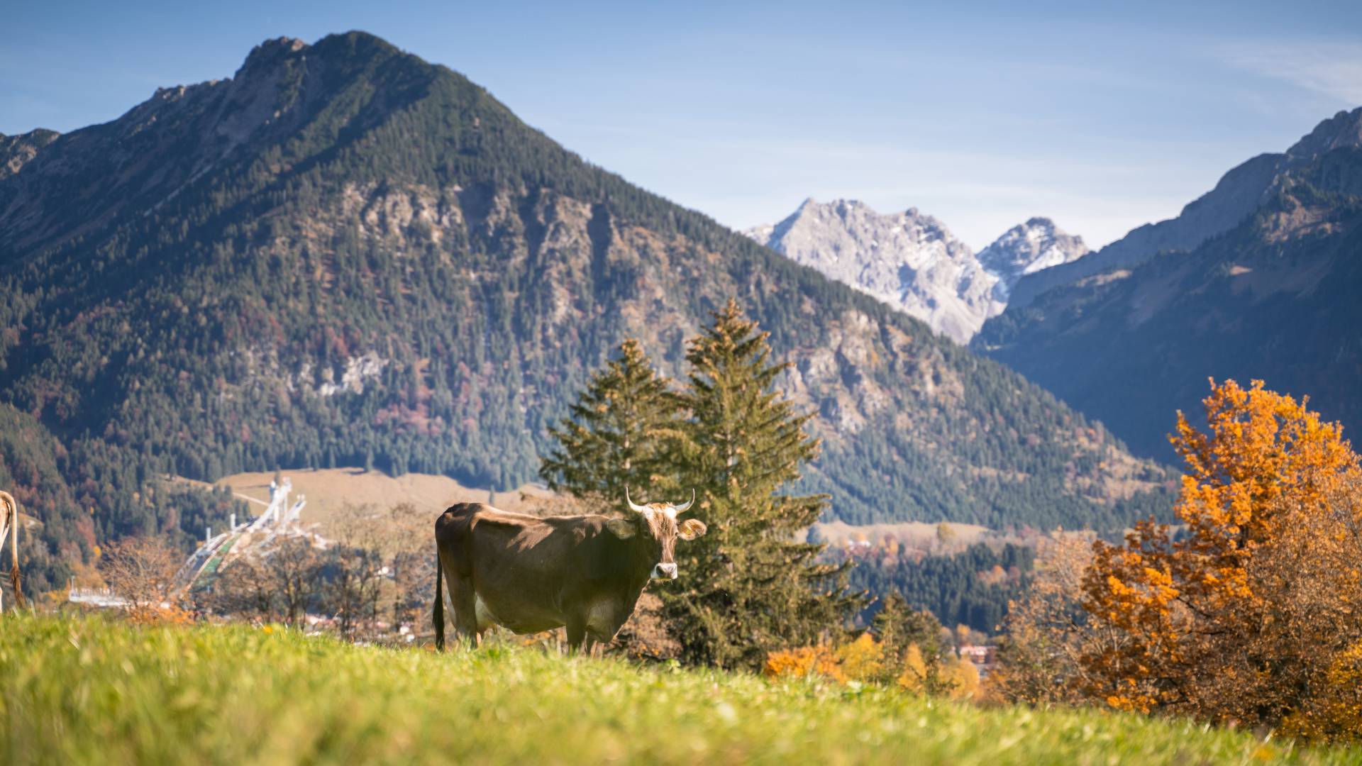 Kuh auf der Weide Allgäu